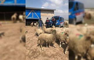 Koyun hırsızları JASAT ekiplerince yakalandı