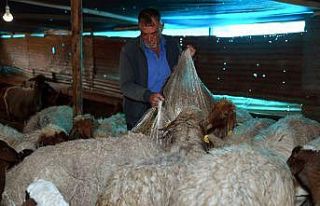Koyun ve kuzular açlıktan kurtarıldı