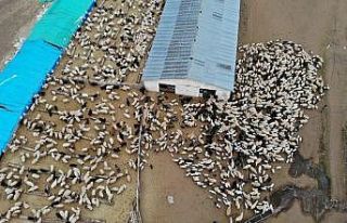 Koyun ve kuzuların renkli buluşması