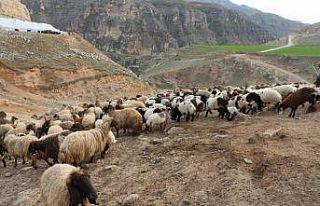 Kuzular anneleriyle buluştu, ortaya renkli görüntüler...