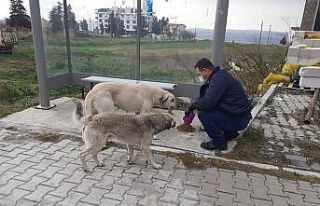 Lapseki’de sokak hayvanları unutulmadı