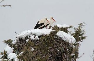 Leylekler yuvalarında kar altında kaldı