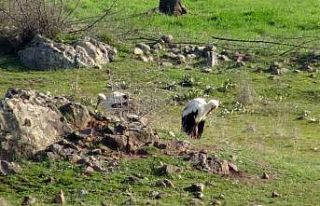 Leylekleri soğuk çarptı, üniversite ve belediye...