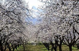 Malatya, kayısı çiçeği gelinliğine büründü