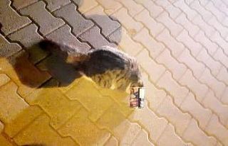 Mama kutusuna kafası sıkışan kediyi itfaiye ekipleri...