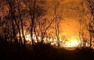 Manisa’da orman yangını büyümeden söndürüldü