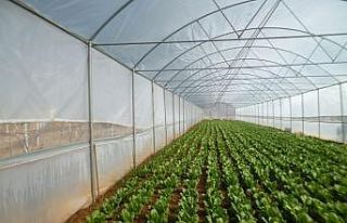 Manisa’da üreticileri sevindirecek gelişme