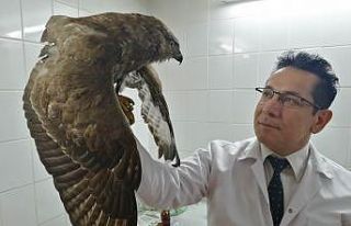 Manisa’da yaralı kızıl şahine yardım eli