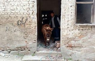 Metruk evde ölüme terk edilen eşeği belediye ekipleri...