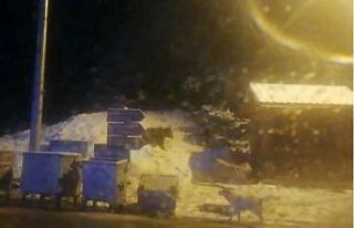 Milli parklar kapatıldı, Uludağ’da doğal yaşam...