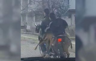 Motosiklette 2 keçi, 2 insan