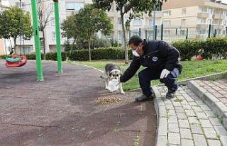 Mudanya’da sokak hayvanları sahipsiz değil