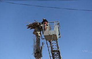 Muhtar leylek yuvasını tamir etti
