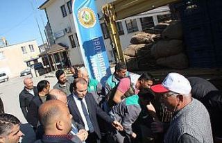Mut’ta 7 bin adet adaçayı fidesi dağıtıldı