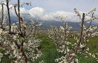 Ödemiş ovası erik beyazı ile kaplandı