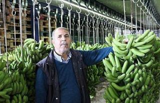 Okullarda muz tüketimine üreticilerden tam destek