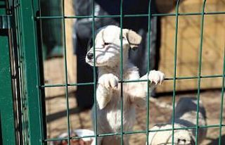 Ordu’da can dostlara modern barınak