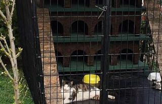 Ordu’da ’Kedi Evi’ kuruldu