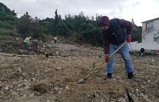 Ormana yapılan kaçak binaların yerine 200 fidan