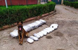 "Oscar" 49 kilo 700 gram esrar buldu