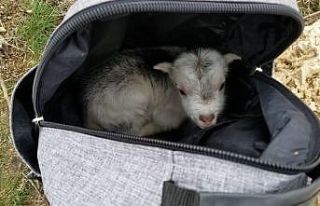 (Özel) Annesini ayı yiyen keçi yavrusunu ölmekten...