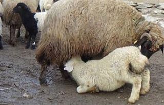 (Özel) Hakkari’de kuzulama dönemi başladı