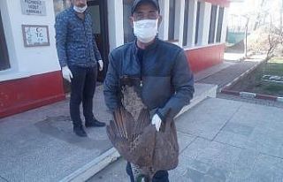 Pazarkule’deki tavus kuşları güvenli bir alana...