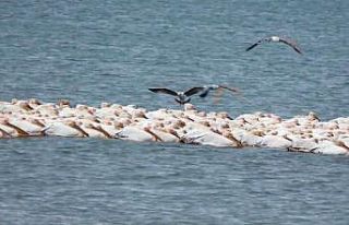 Pelikanlar Mersin’de göç molası verdi