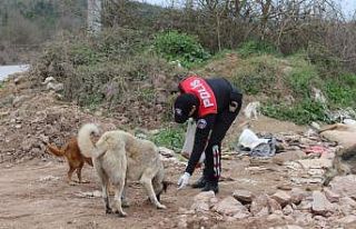 Polisler sokak hayvanlarına mama bıraktı