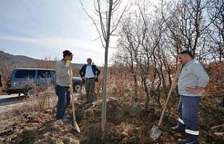 Porsuk mesire alanı ağaçlandırılıyor