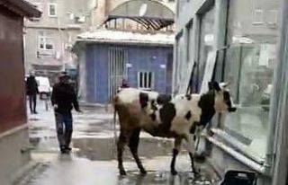 Sahibinden kaçan düve, zor anlar yaşattı