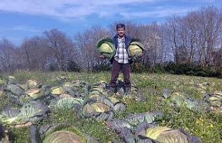 Sakarya’da lahana fiyatları çiftçinin yüzünü...