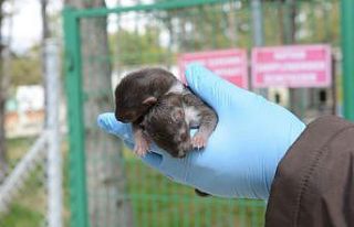 Sansar yavrularına belediye sahip çıktı