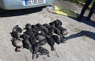 Sapanca Gölü’nde onlarca kuşu öldüren kaçak...