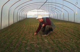 Sebze üreticisi küçülmeye gitti