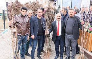 Selim Belediyesi’nden her eve bir meyve ağacı