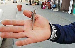 Şemdinli’de çekirge görülmesi şaşırttı