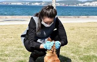 Sevimli köpekler yuva arıyor