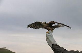 Siirt’te tedavi edilen atmaca doğaya salındı