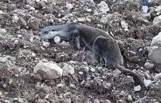 Siirt’te yavru su samuru doğal ortamına bırakıldı