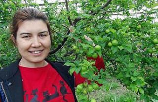 Silifke’de erik hasadı başladı