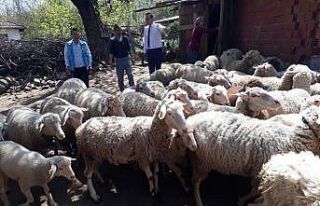 Simav’da 517 çiftçiye 895 bin TL küçükbaş...