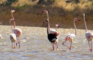 Siyah flamingo tekrardan Türkiye’de