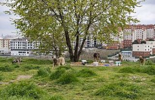 Sokak hayvanları için günde 650 kilo mama