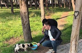 Sokak hayvanları için mama bıraktılar