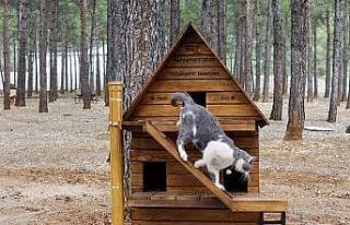 Sokak kedileri için sıcak yuva