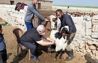 Suriye’deki büyük ve küçükbaş hayvanlar kayıt...
