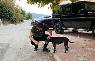 Tan Sipahi: "Korona virüs sokaktaki canlarımızı...