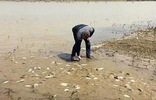 Tarladan balık topladılar