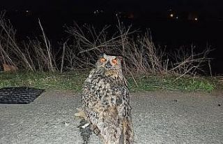 Tedavisi biten Puhu kuşu doğaya salındı